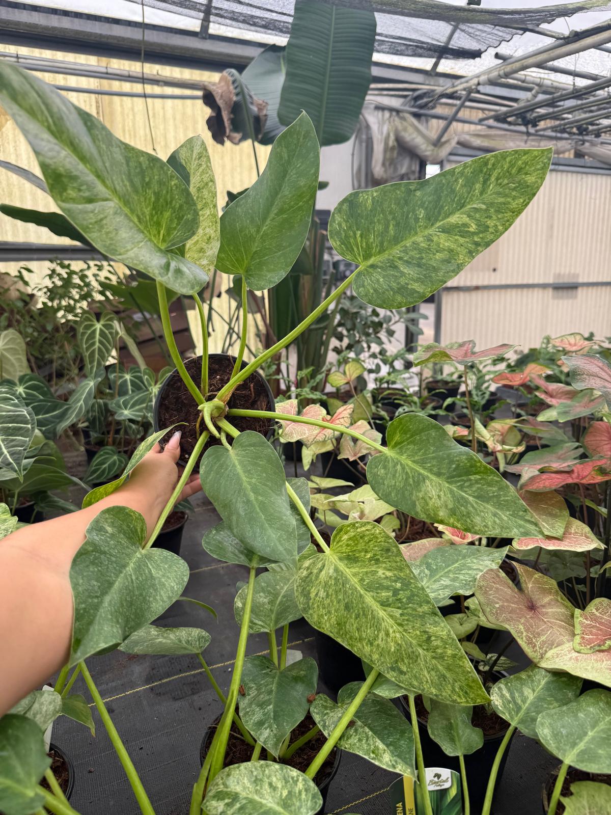 Philodendron Giganteum Blizzard – Rare Variegated Tropical Houseplant, Large Glossy Leaves, Collector’s Plant